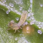 Figure 5: Syrphid fly larvae are common naturally occurring predators of soft-bodied pests, such as aphids, thrips, and spider mites. They are common targets for conservation biological control and are not commercially available in the United States (Photo by Samantha Willden).