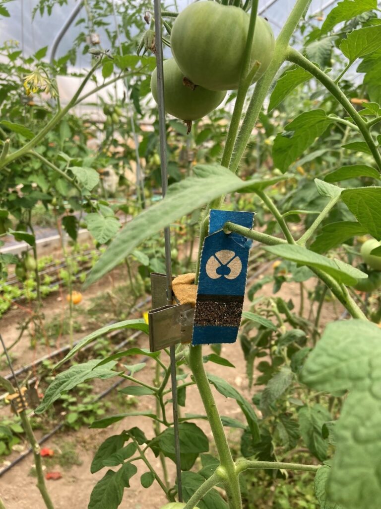 Figure 6. Egg card containing commercially reared green lacewing eggs. Cards were deployed on tomatoes for aphid management (Photo by Samantha Willden).