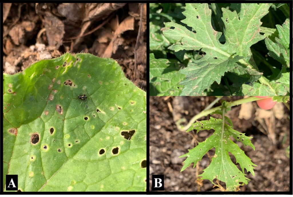 Figure 2: Striped flea beetle damage on (A) radish and (B) volunteer Brassicaceous weeds (Photo by Julia Wooby). 