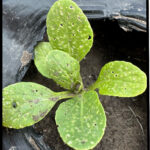 Figure 3. Damage to the leaves of bok choy (Photo by Milena Agila).