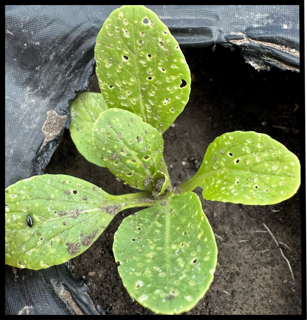 Figure 3. Damage to the leaves of bok choy (Photo by Milena Agila).