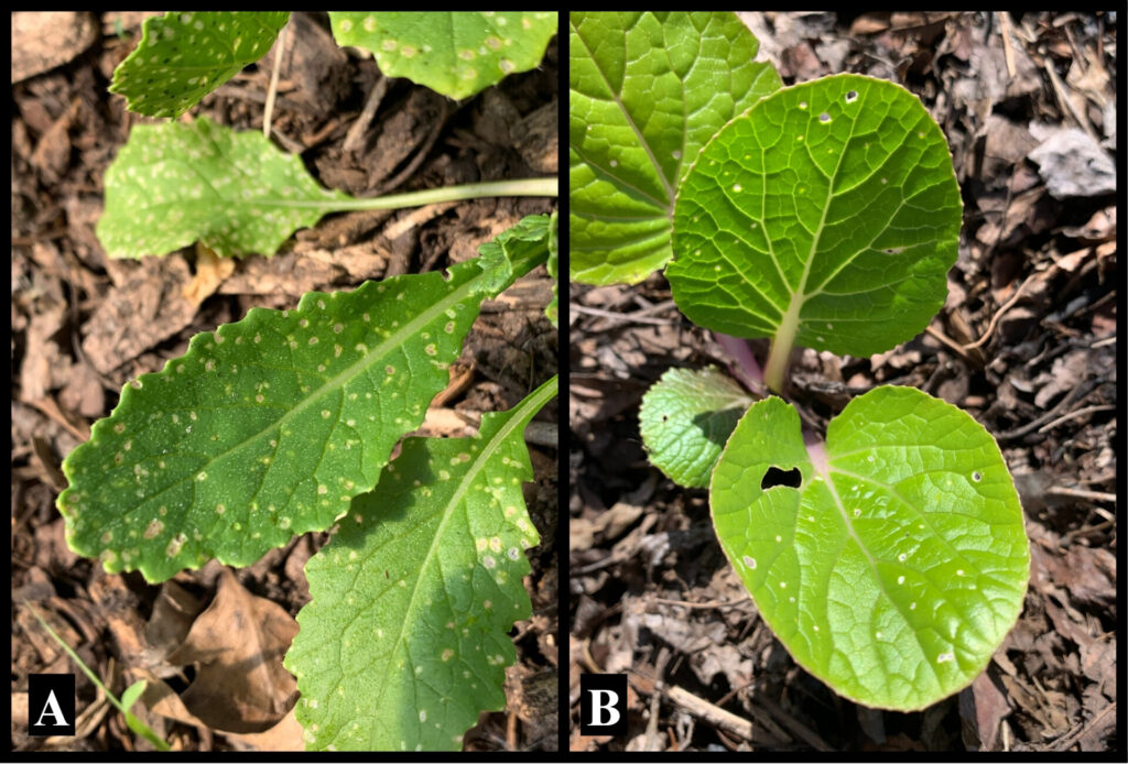 Figure 4. Damage to the leaves supporting turnip growth (A) compared to flea beetle damage on the marketable foliage of young bok choy (B) (Photo by Julia Wooby). 
