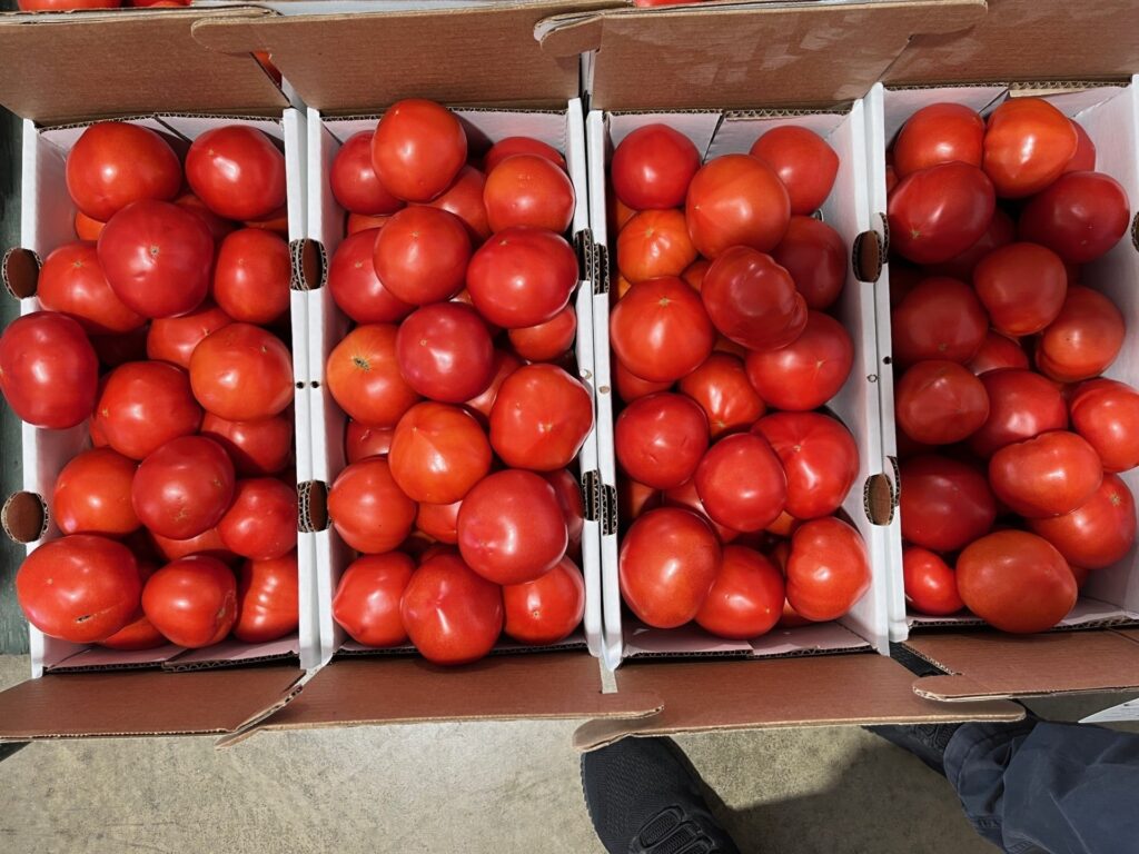Figure 1. Tomatoes sold at Clearspring Produce Auction (Photo by Jeff Burbrink).