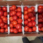 Figure 1. Tomatoes sold at Clearspring Produce Auction (Photo by Jeff Burbrink).