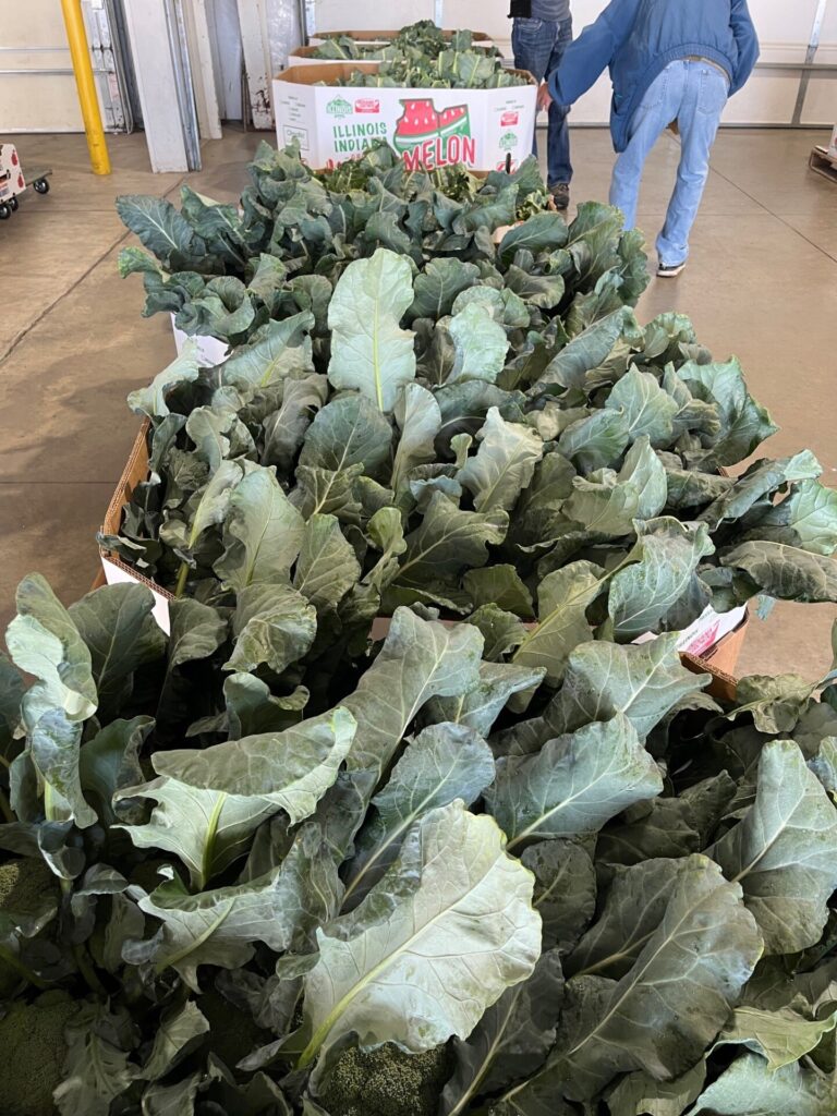 Figure 1. Broccoli sold at Clearspring Produce Auction (Photo by Jeff Burbrink).
