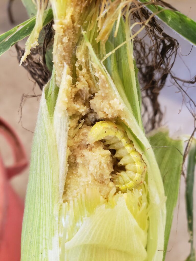 Figure 1: CEW damage on sweetcorn (Photo by John Obermeyer).
