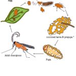 Figure 1. Predatory gall midge life cycle (design by Sheyla Zablah).
