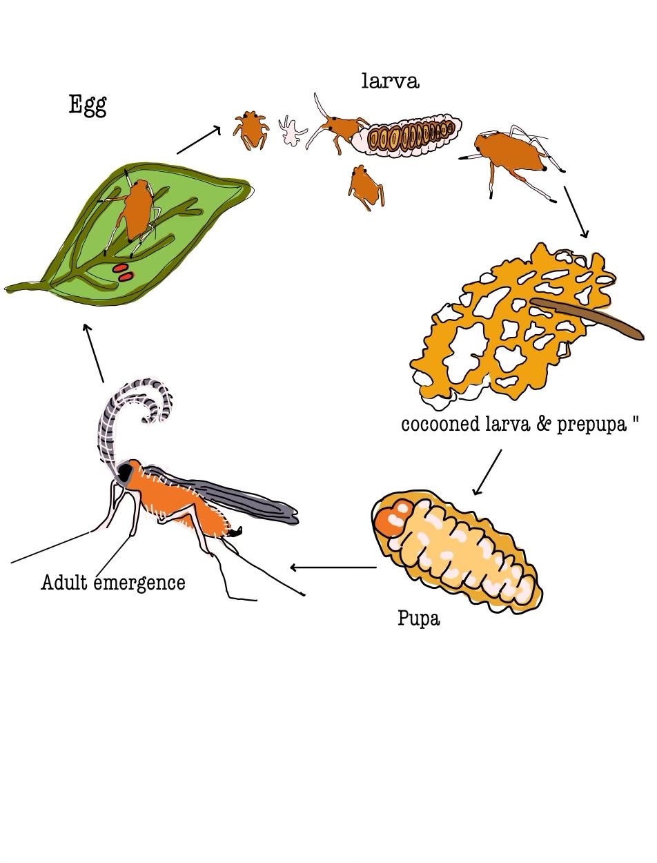 Gall midge discount
