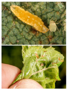 Figure 3. Predatory gall midge larva (photo by John Obermeyer).