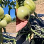 Figure 1. The different stages of BER on green tomatoes. The symptom is likely caused by drought stress resulted calcium deficiency.
