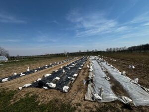 Figure 1. Silage tarps (left) and repurposed greenhouse plastic (right) placed on the ground and secured with sandbags at Purdue Student Farm (Photo by J. Cerritos).
