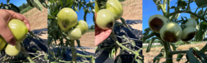Figure 1. The different stages of BER on green tomatoes. The symptom is likely caused by drought stress resulted calcium deficiency. 