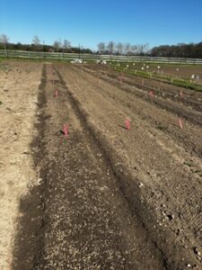 Figure 2. The first bed was tarped for 5 weeks before transplanting, while the next bed was tilled before transplanting onions. Note the greater soil moisture in the tarped row compared to the tilled row. (Photo by J. Cerritos.)