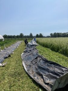 Figure 4. Silage tarps are placed Laying black plastic on top of flail-mowed buckwheat. (Photo by J. Cerritos.)