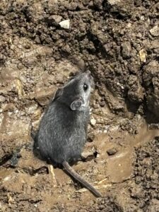 Figure 6. A mouse is uncovered while removing a silage tarp. (Photo by J. Cerritos.)