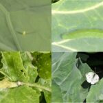 Figure 1. The various life stages of cabbage white butterflies, consisting of egg (top left), larva (top right), pupa (bottom left), and adult butterfly (bottom right). Photos by John Obermeyer.
