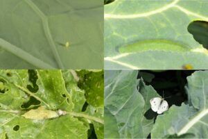 Figure 1. The various life stages of cabbage white butterflies, consisting of egg (top left), larva (top right), pupa (bottom left), and adult butterfly (bottom right). Photos by John Obermeyer.