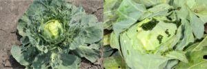 Figure 2. Feeding damage (left) and frass (right) on cabbage leaves. Photos by John Obermeyer.