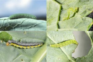 Figure 3. Comparison of Brassica-feeding caterpillars, including the cabbage white (top left), the cabbage looper (top right), the cross-striped cabbage worm (bottom left), and the diamondback moth (bottom right) (Photos by John Obermeyer). 