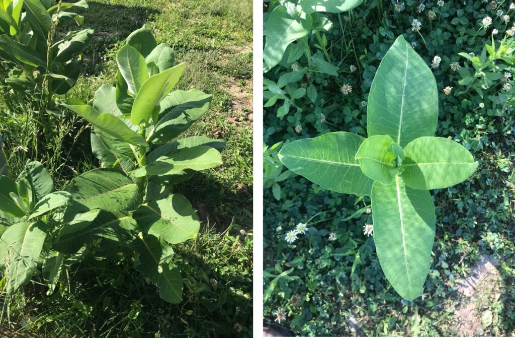 Figure 2. An established common milkweed plant 3 feet tall (left) and a view of leaves growing in an opposite leaf arrangement (right) at the Purdue Student Farm, West Lafayette, IN (Photo by Carlos Lopez).