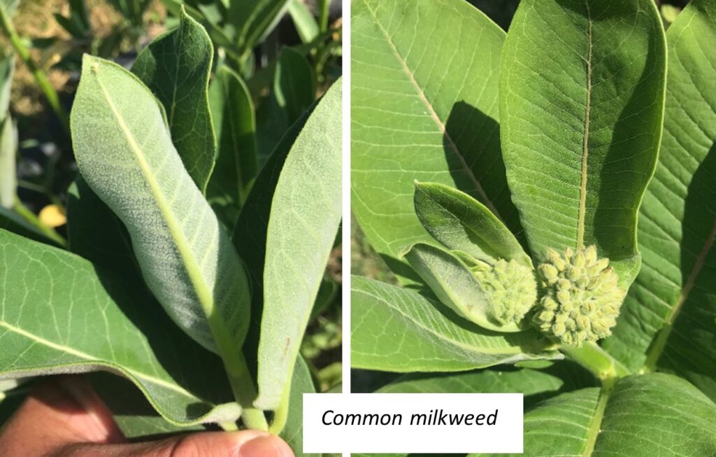 Figure 4b. Lower leaf surface and top common milkweed (below) plants (Photo by Carlos Lopez).
