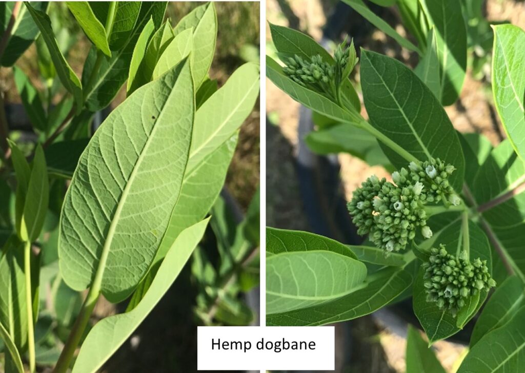 Figure 4a. Lower leaf surface and top of hemp dogbane plants (Photo by Carlos Lopez).