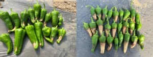 Figure 4. Unmarketable pepper fruit from plants that received ample water supply (left) and deficient water supply (right). 