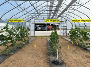 Figure 6. Cucumber plants received the different irrigation treatments. 