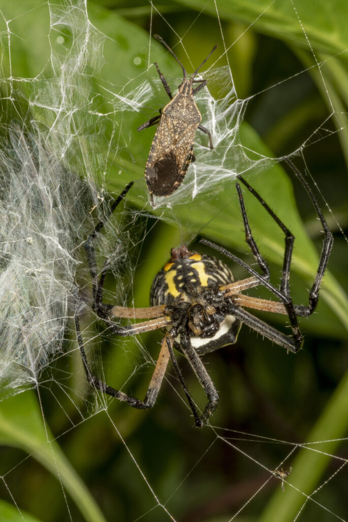 Figure 1. Orb-weaver (Araneidae) spider preying on a squash bug (Photo by John Obermeyer).