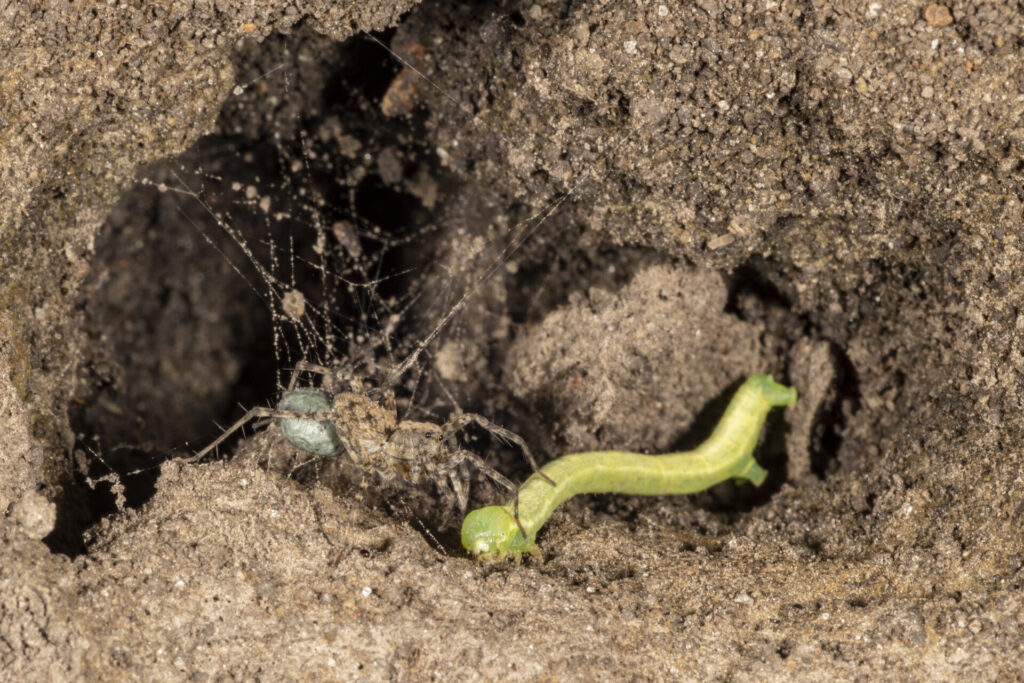 Figure 2. Wolf Spider (Lycosidae) preying a caterpillar (Photo by John Obermeyer).