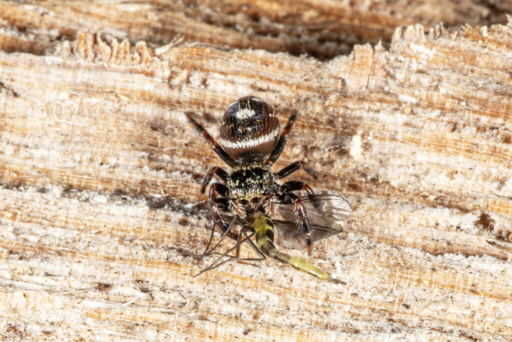 Figure 3. Jumping Spider (Salticidae) preying a Mayfly Wood (Photo by John Obermeyer).