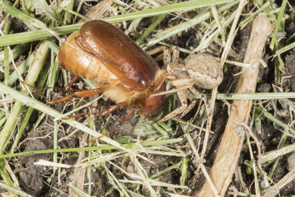 Figure 4. Crab spider (Thomisidae) preying on a scarab beetle (Photo by John Obermeyer).