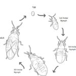 Figure 2. The various life stages of Orius Insidiosus: egg, nymphal stages, and adult. For brevity, we did not picture the 2nd and 4th instar (illustration created by Skarleth Chinchilla and Inspired by Morgan Mahana – Sound Horticulture 2024).