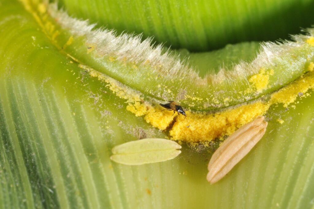 Figure 3. Orius Insidiosus feeding on pollen (Photo by John Obermeyer). 