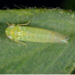 Figure 8. Adult Potato leafhopper (Photo by John Obermeyer).