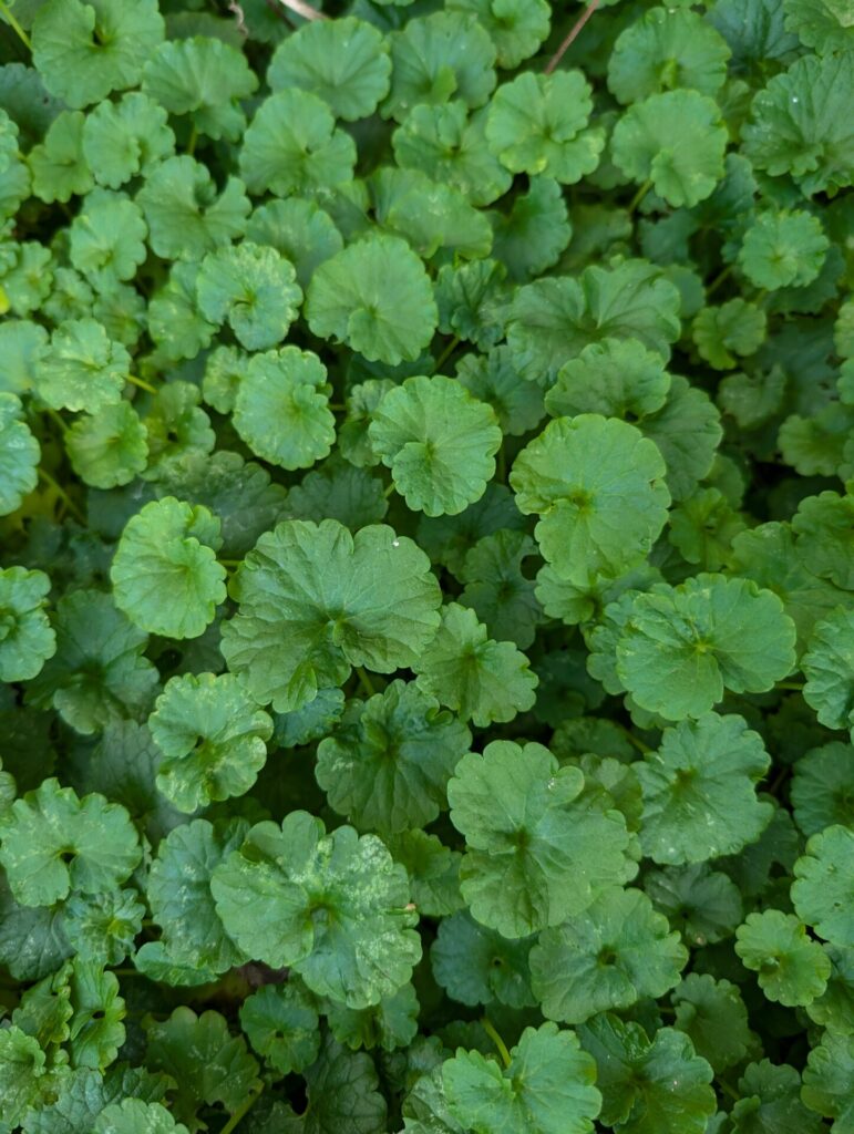 Figure 1. Ground ivy forms a thick mat of kidney-shaped leaves (Photo by S.L. Meyers).