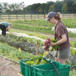 Purdue Student Farm students harvesting a variety of vegetable crops.