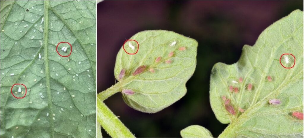 Figure 12. Whiteflies on tomato (left), aphid molts on tomato (right) (left photo by Samantha Willden, right photo by John Obermeyer).