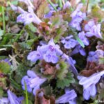 Figure 2. Ground ivy flowers (Photo by A.J. Patton).