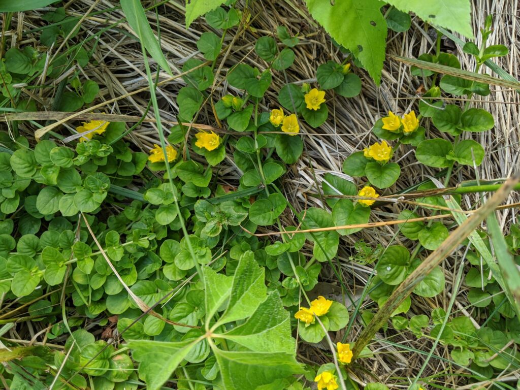 Figure 3. Creeping Jenny grows along a field edge in Indiana (Photo by S.L. Meyers).