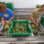 Figure 3. Washing is not a requirement of the Produce Safety Rule or most third-party audit schemes but may be done to fulfill buyer requirements or expectations (Photo by Purdue Student Farm).