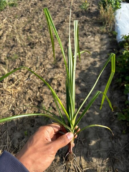 Weed Spotlight: Yellow Nutsedge | Purdue University Vegetable Crops Hotline