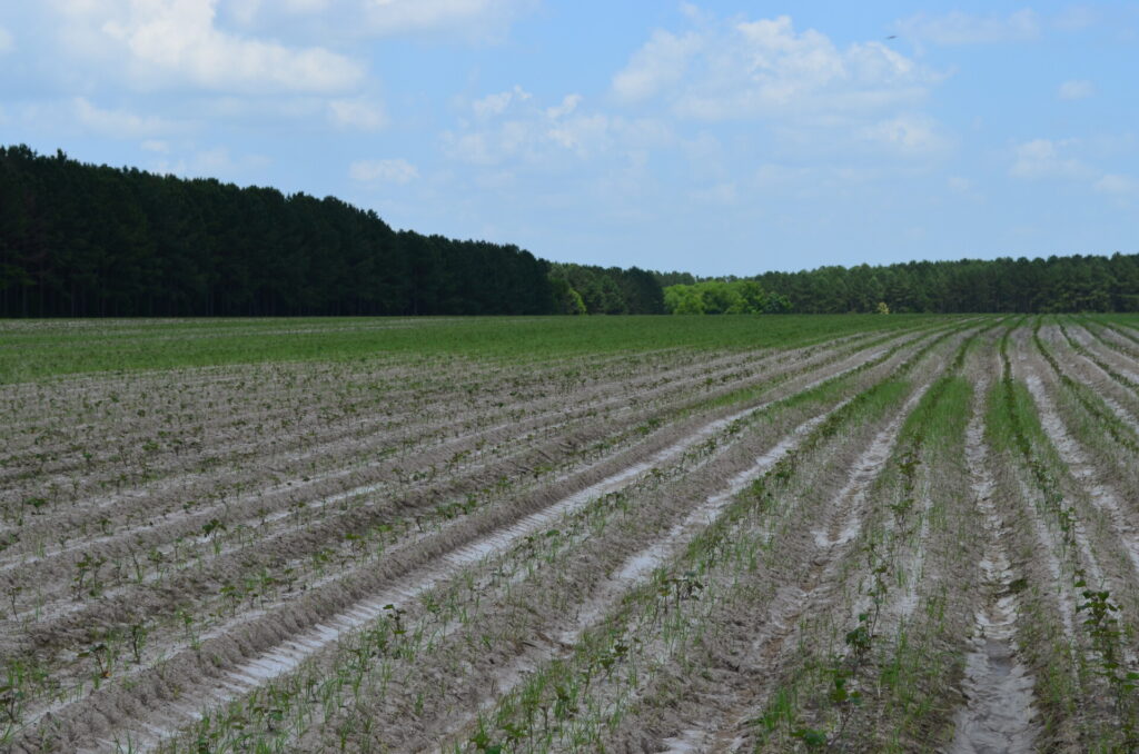 Figure 10. A sweet potato field infested with yellow and purple nutsedge (Photos by S.L. Meyers).