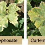 Figure 3. Leaf injury symptoms following post-directed herbicide treatments (. Photos by C. Corado).
