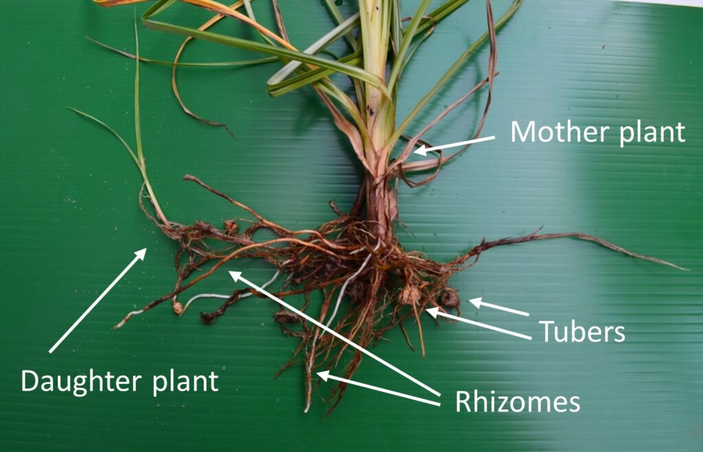 Figure 3. The structure of a yellow nutsedge plant (Photo by S.L. Meyers).