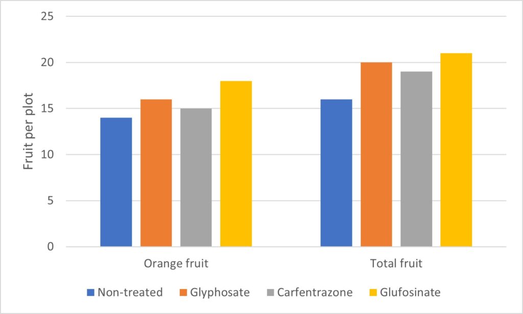 Figure 4. Effect of post-directed herbicide application on pumpkin fruit/plot. One plot is 12 pumpkin plants.