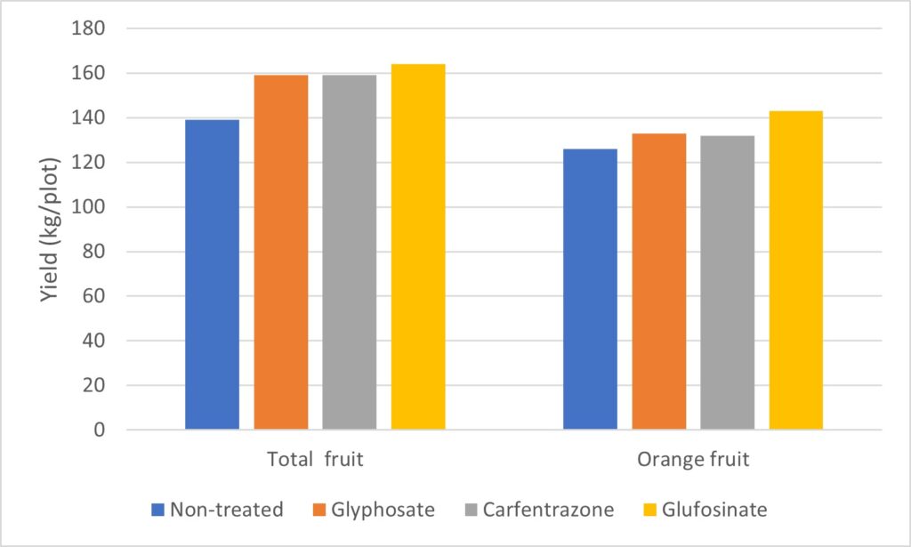 Figure 5. Effect of post-directed herbicide application on pumpkin yield (kg)/plot. One plot is 12 pumpkin plants.