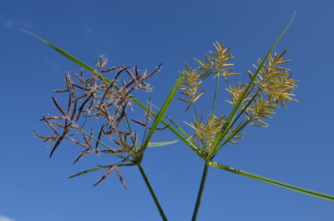 Weed Spotlight: Yellow Nutsedge | Purdue University Vegetable Crops Hotline