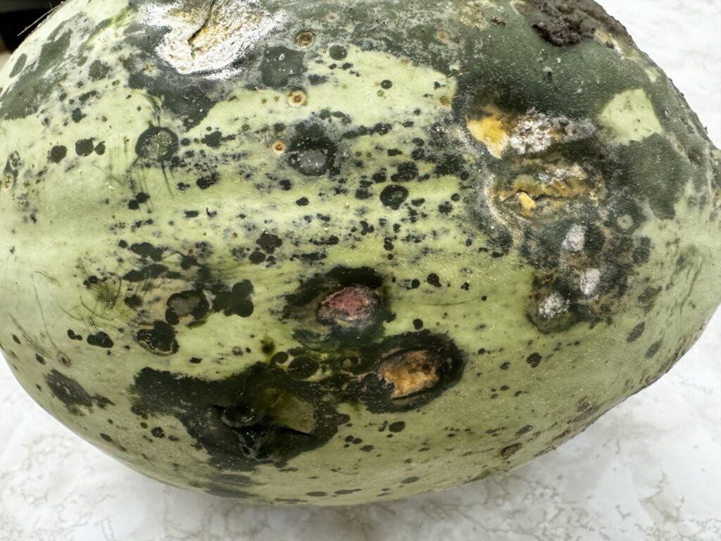 Figure 1. Immature cantaloupe fruit showing circular water-soaked and sunken lesions (Photo by Cesar Escalante).