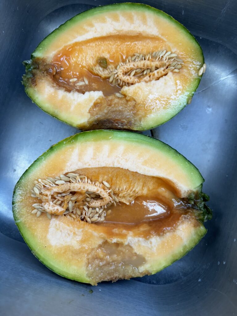 Figure 2. Mature cantaloupe affected by bacterial fruit blotch. Note flesh rot caused by bacterial infection (Photo by Cesar Escalante).